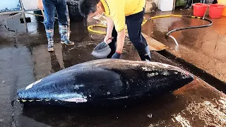 Unparalleled Superb Cutting Skill for 300kg Super-Giant Bluefin Tuna