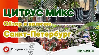 🍊 Обзор цитрусовых, экзотичиских и комнатных растений | Цитрус Микс  #комнатныерастения #цитрусовые