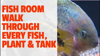 Fish Room Update [COMPLETE Walk Through, EVERY Fish, Plant, Tank and the Status of the 300 gallon!]