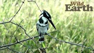 WildEarth - Sunset Safari - 7 April 2020