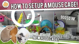 HUGE MOUSE CAGE TOUR! | Setting up IKEA Detolf Mouse Cage!