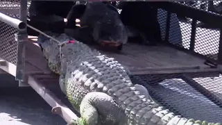 Two large gators wrangled at Lakes Park in Fort Myers