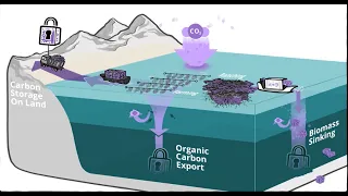 Ocean-Based Carbon Dioxide Removal 101