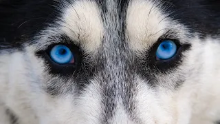 Top Ten Dog Breeds that are Closest to Wolves