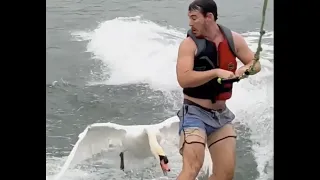 Wakeboarder gets attacked by swan | April 2022 Kooks of the Month