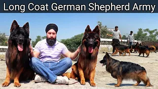 Long Coat German Shepherd  देखकर तबियत खुश हो जायेगी | German Shepherd Kennel