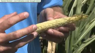 Corn Pollination Under Drought Stress