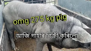 pig farm in Assam//275 kg pig 57000 হাজাৰ টকাত বিক্ৰী হ'ল গাহৰি আৰু নতুন farm বনাই আছোঁ