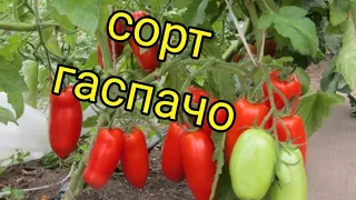 Урожайные сорта томатов для открытого грунта/Сорт Гаспачо/Обзор и отзыв