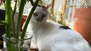 Ponopono loves to drink water in cup