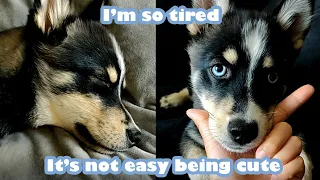 I'm so tired; it's not easy being cute | Mini Husky / Pomsky | Tiktok #shorts