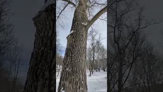 Чем старше ТОПОЛЬ, тем больше он забирает негатива у человека.