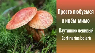 Просто любуемся и проходим мимо. Паутинник ленивый - Cortinarius bolaris