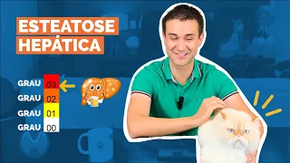 Esteatose hepática grau 1, grau 2 e grau 3. O que significa?