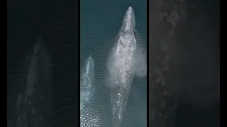 Twin gray whale again and again| #trending #viral #shortvideo #youtubeshorts #shorts #short #whale