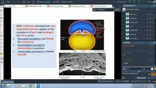 3rd week of pregnancy - intraembryonic mesoderm - Dr.Ahmed Farid