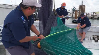 Reducing Bycatch Helps Restore Sea Turtle Populations