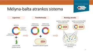 Biologija. Genų inžinerija Plazmidės