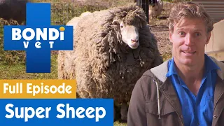 Sheep Desperately Needs A Shave  🐑 | Bondi Vet Season 7 Ep 11 | Bondi Vet Full Episodes
