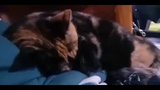 Worlds loudest snoring cat