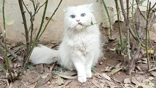 The Cutest Persian Cat The World Has Ever Seen by zmum TV