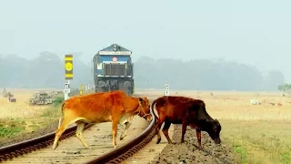 Life vs Death | 7 cows miraculously crosses railway line in front of speeding train in Tezpur Assam