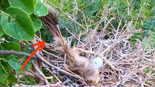 Newly hatched baby bird bitten to death by a large bird - HD 1080p #birdworld #love #animals