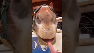 Smiling horse #funnyhorsevideos #funnyhorse #funnyanimals