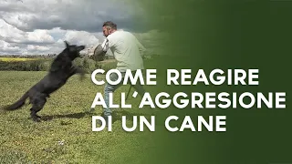 Come reagire all'aggressione di un cane!