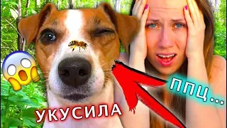 БОЛИТ ГЛАЗ УКУСИЛА ПЧЕЛА И УЖАЛИЛА КРАПИВОЙ В ОДИН ДЕНЬ | Elli Di Pets