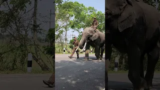 kaziranga national park elephant ride #shorts