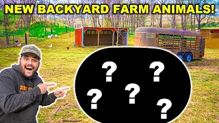 Buying AUCTION ANIMALS for the NEW BACKYARD!!! (Never Had These Before!)