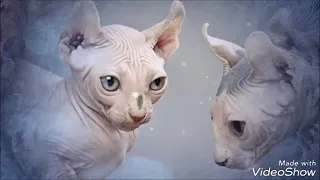 Самые дорогие кошки мира.19 видов пород. The most expensive cats in the world.