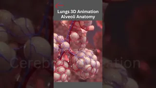 Alveoli Anatomy | #alveoli #lungs #shorts #medicalshorts #3danimation