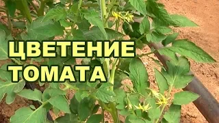 Цветение томата (помидора) в теплице на летне-осеннем обороте (19-08-2018)