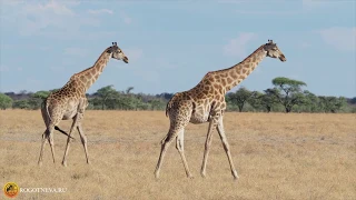 Жирафы в Нац. парке Этоша, Намибия