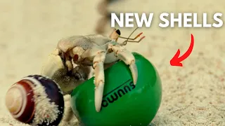 Japanese Company Gives Hermit Crabs New Shells