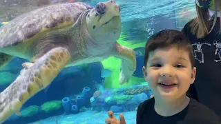 CALEB GOES TO AQUARIUM! UNDERWATER w/ SEA TURTLES & SHARKS! CALEB PLAYS w/ STINGRAYS & SEA ANIMALS