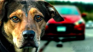 Perro perdido en la autopista 😨 | Mis huellas a casa | Clip en Español