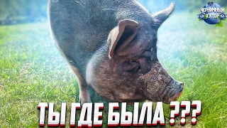 Её чуть не съели заживо. Свинки не было трое суток. Где же она была ?