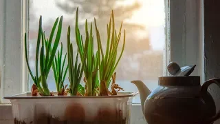 How to Grow Scallions or Green Onions Indoors