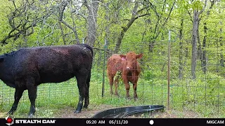 Why Cattle Affect Your Deer Hunting And How To Hunt With Them On Your Land.