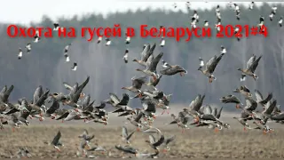 Охота на гусей в Беларуси 2021 #4| Goose hunting in Belarus 2021 # 4