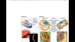 Lecture 2 - Mitosis and Meiosis