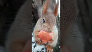 Белка ест морковку / Squirrel eats carrot