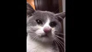 Шкодники |  Смешные Кошки|   Видео подборка| Приколы с животными| Приколы с Animal funny