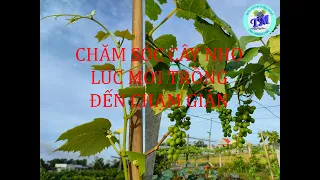 CHĂM SÓC CÂY NHO MỚI TRỒNG ĐẾN CHẠM GIÀN! Zalo: 0986943566- VƯỜN NHO PHƯỚC LẬP