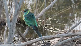 Australian Ringneck (Mallee Ringneck)