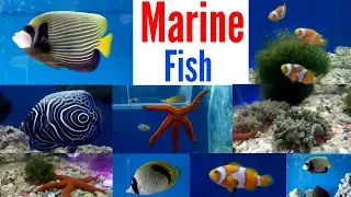 Marine Fish Saltwater Fish Aquarium Shop Mumbai