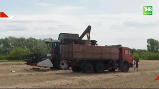 Засуха заставила аграриев Татарстана начать уборку урожая раньше обычного